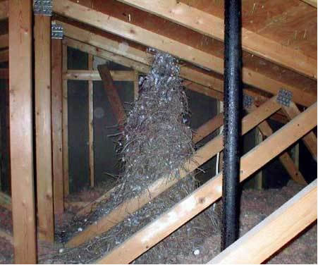 home inspection seattle, seattle home inspection, seattle home inspectors, seattle home inspector, home inspector seattle, home inspections seattle, home inspectors seattle, washington state home inspectors, seattle home inspections, home inspection seattle wa