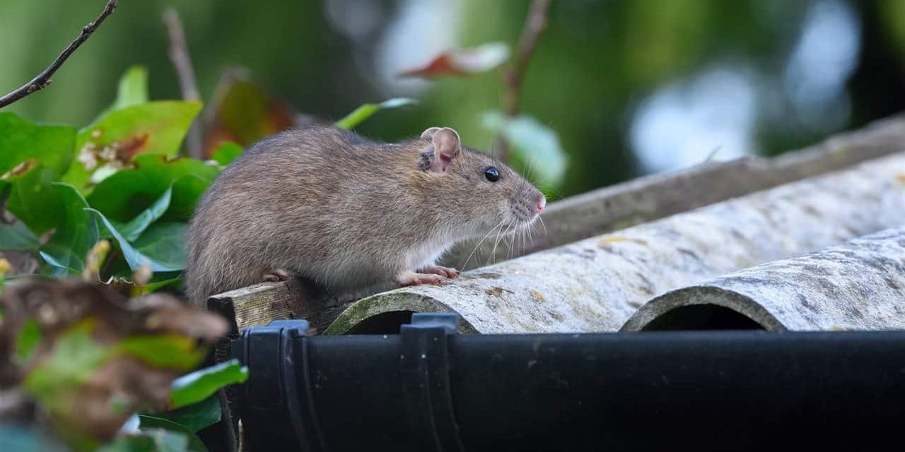 5 Steps to Protect Your Home from Rodents This Fall