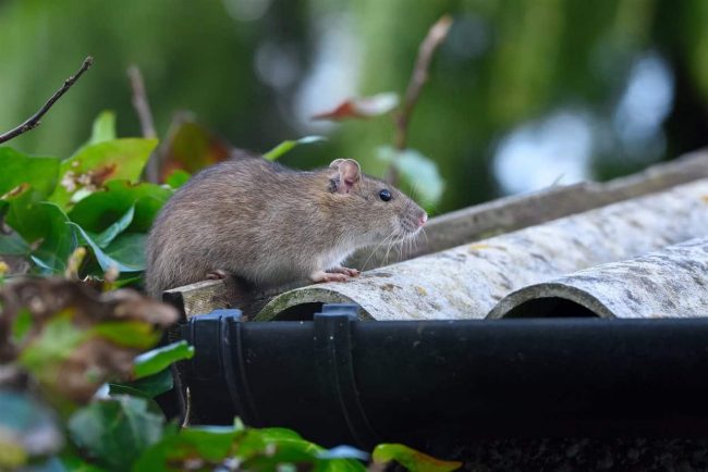 5 Steps to Protect Your Home from Rodents This Fall