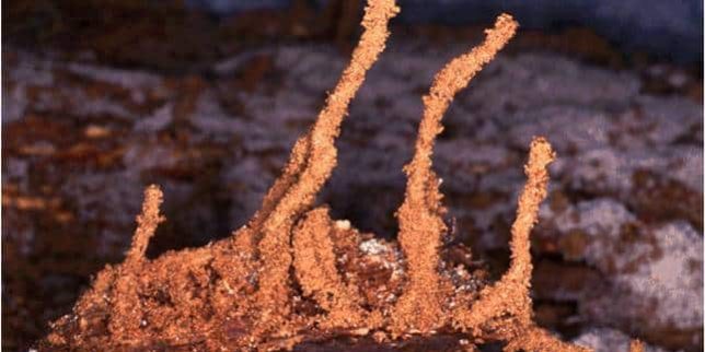 Pest Problem – Wood-Destroying pest Pest Problem - Wood-Destroying pest