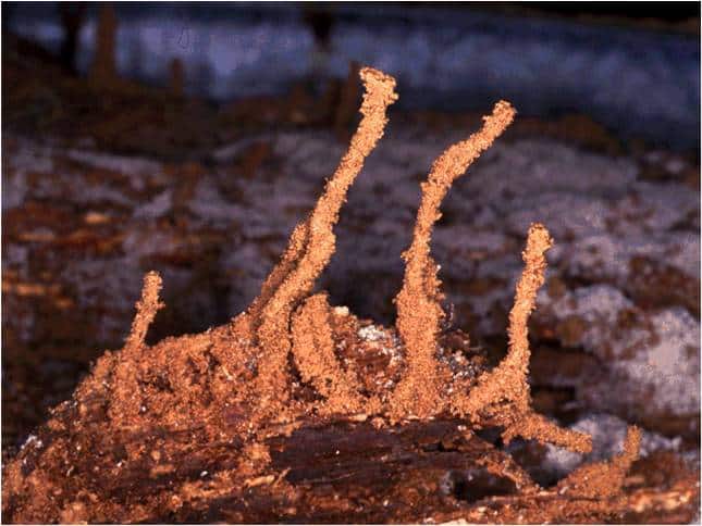 Pest Problem - Wood-Destroying pest